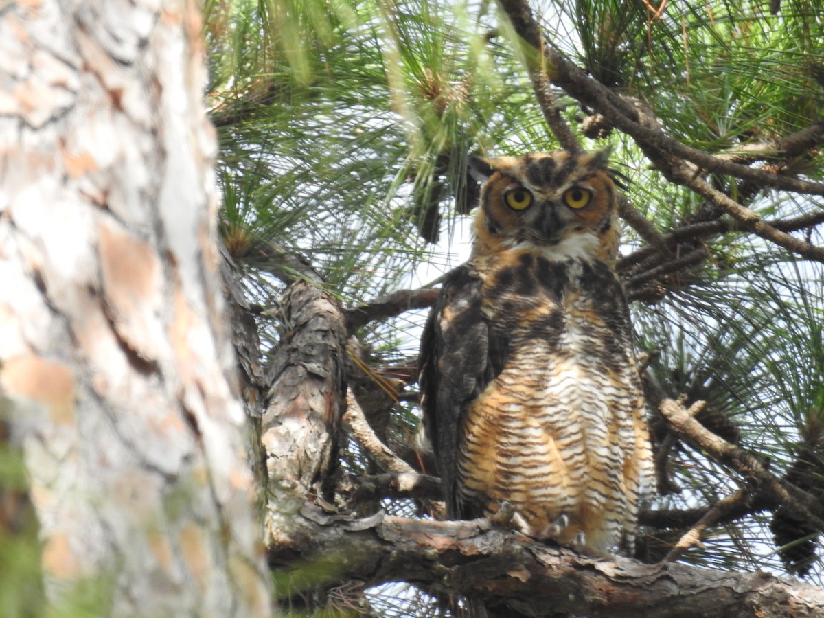 Great Horned Owl - ML620769757