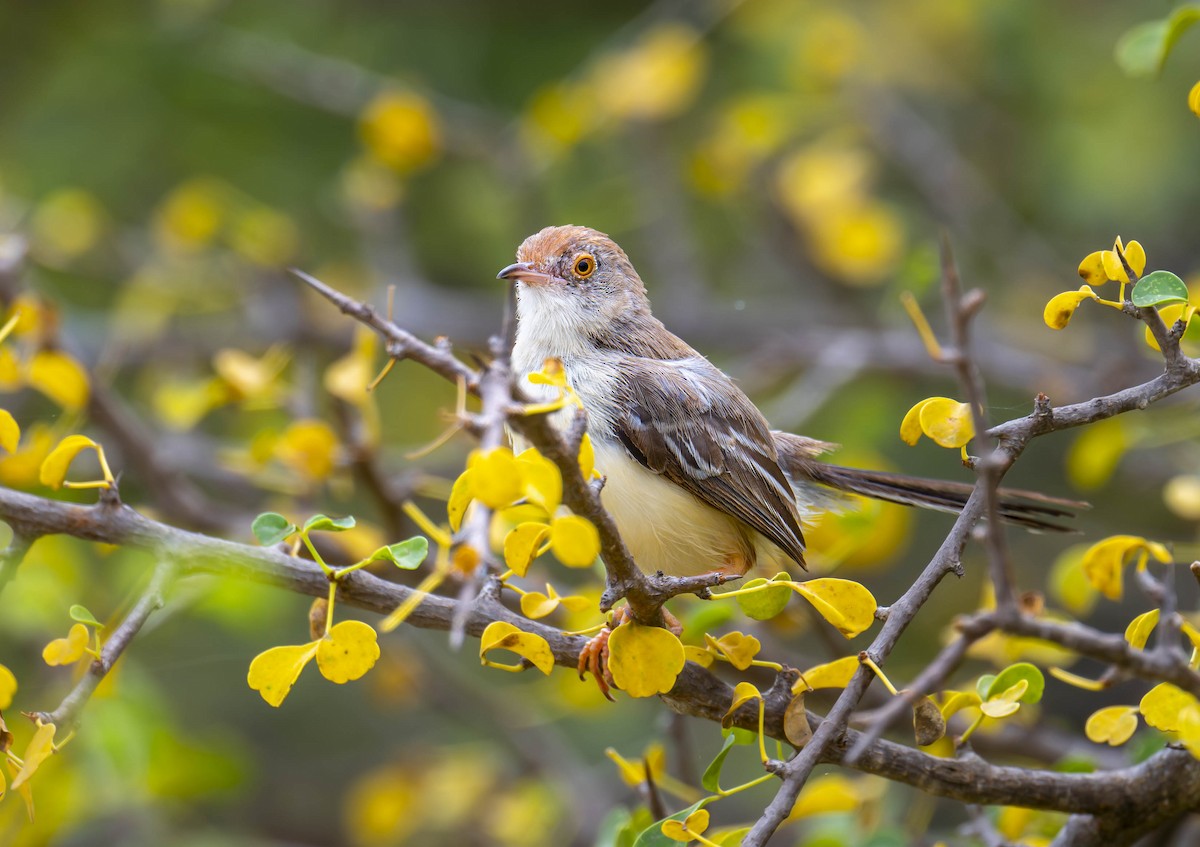 Red-fronted Prinia - ML620769758