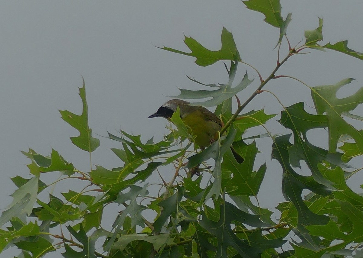 Common Yellowthroat - ML620769759