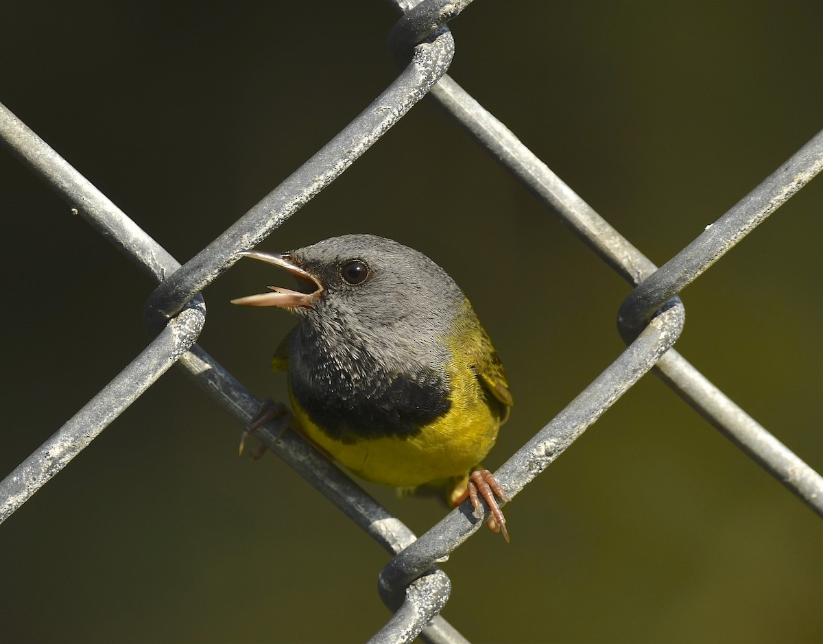 Mourning Warbler - ML620769760