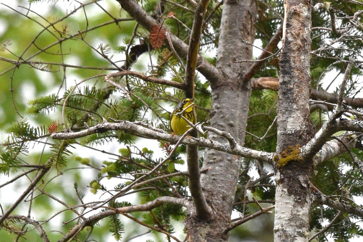 Paruline du Canada - ML620769762