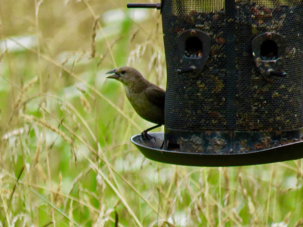 Brown-headed Cowbird - ML620769766