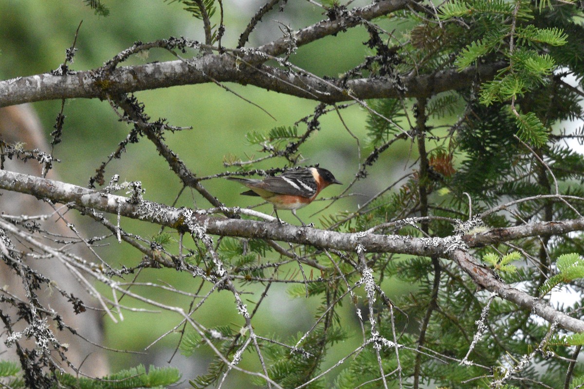 Bay-breasted Warbler - ML620769767