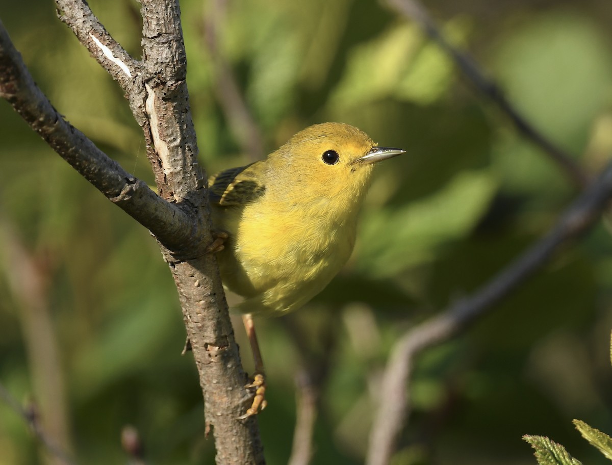 Yellow Warbler - ML620769768