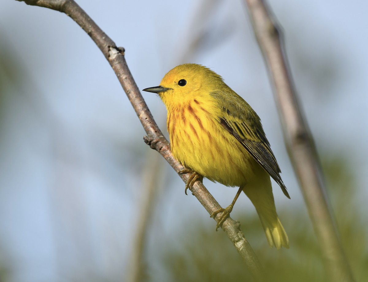 Yellow Warbler - ML620769770