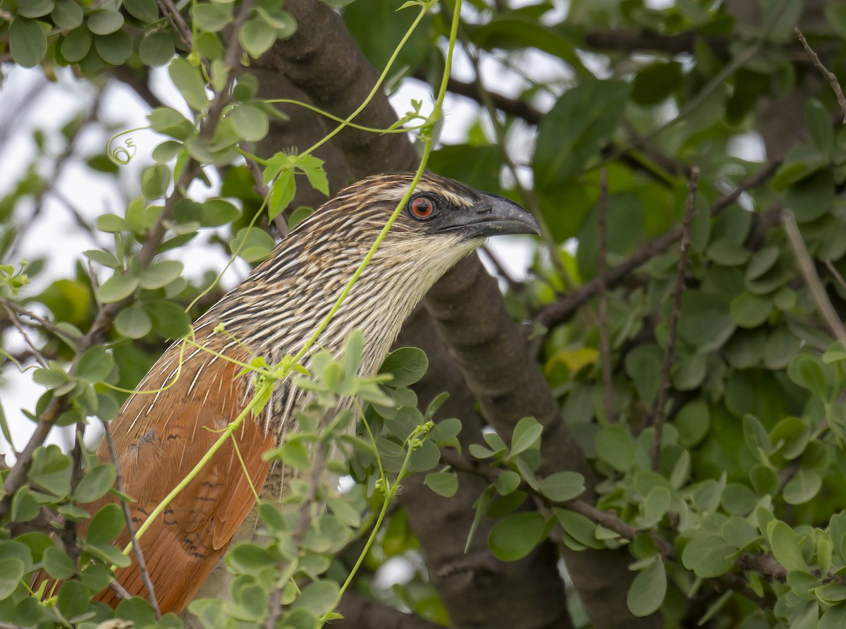 White-browed Coucal (White-browed) - ML620769771