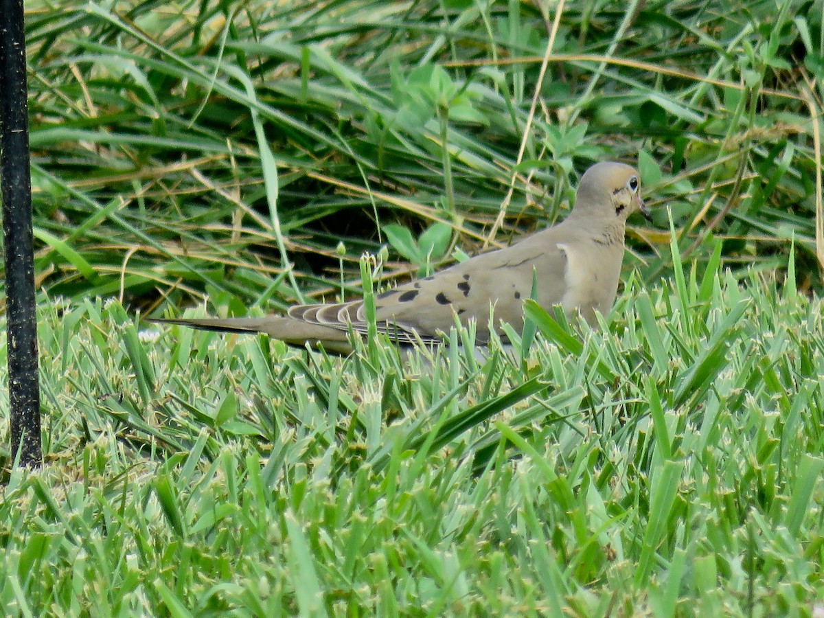 Mourning Dove - ML620769775