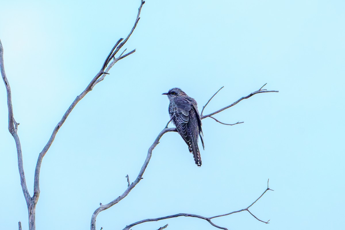 Pallid Cuckoo - James Churches