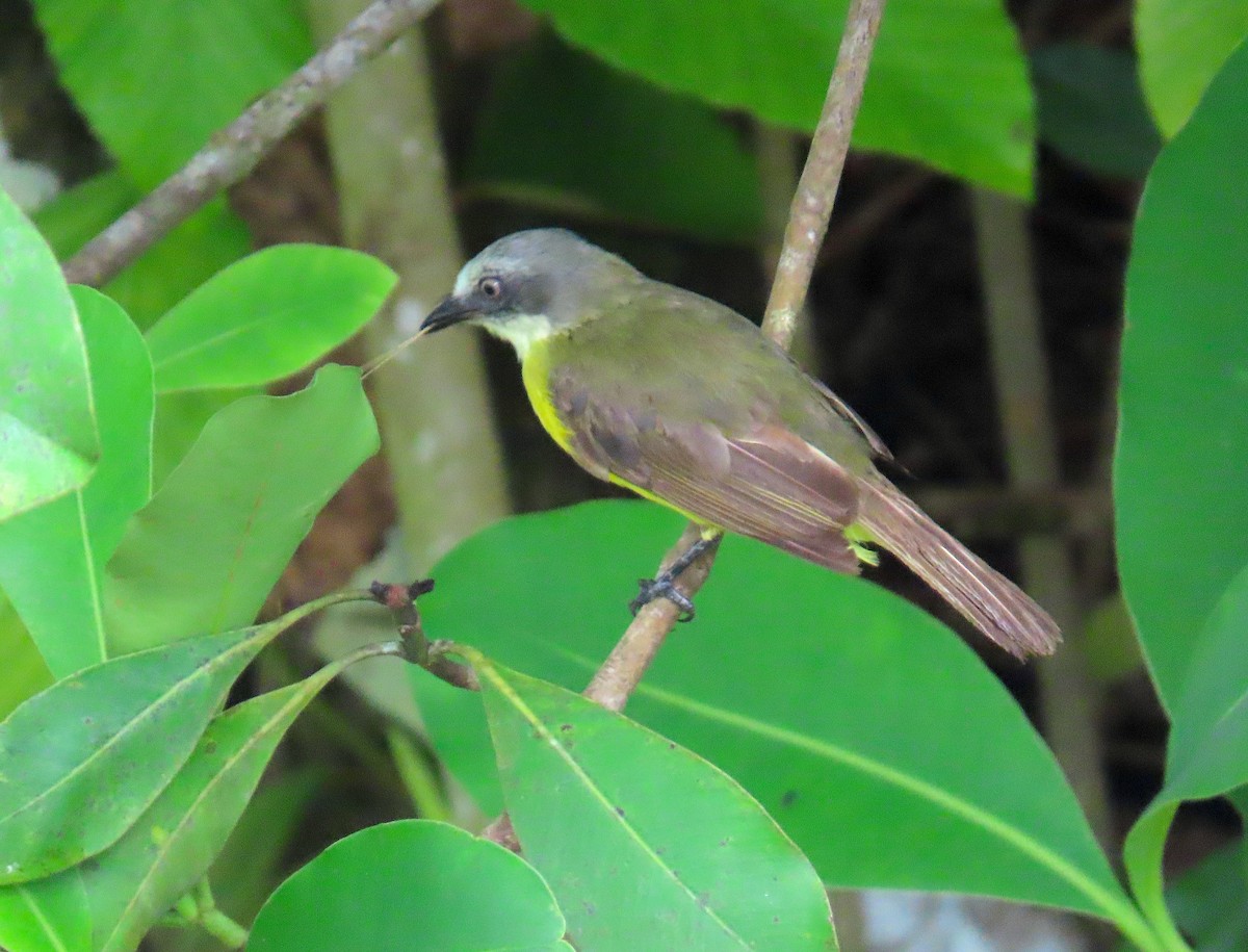 Gray-capped Flycatcher - ML620769787