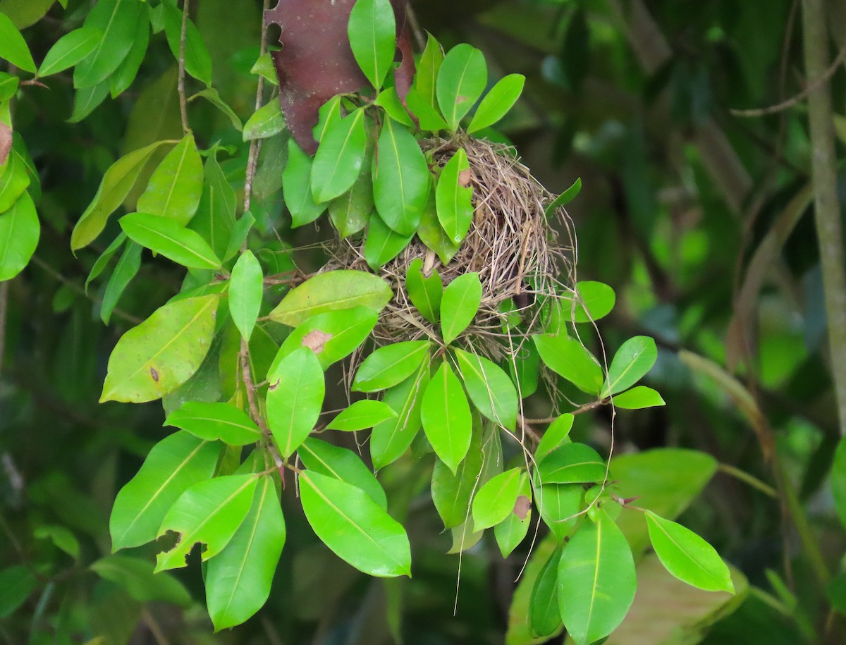 Gray-capped Flycatcher - ML620769796