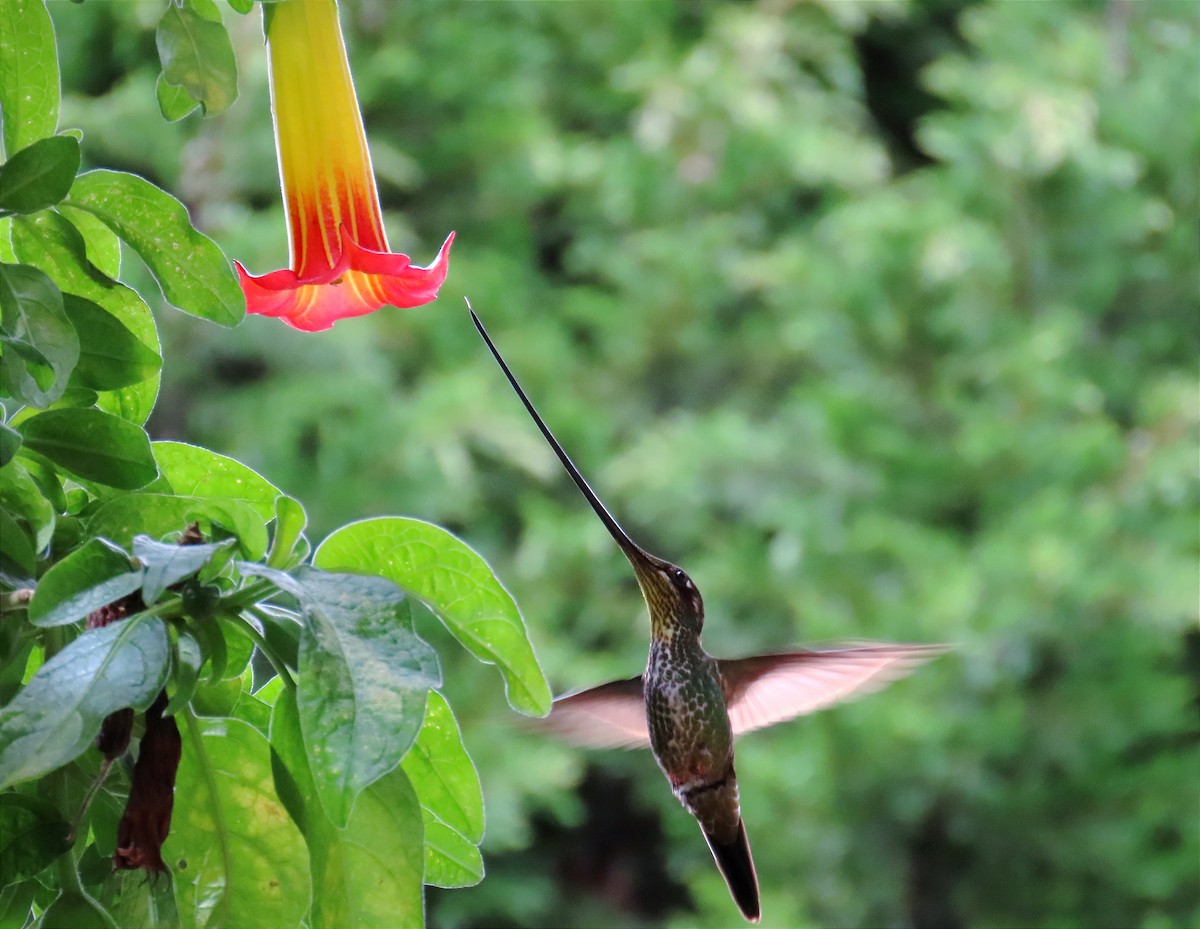 Colibrí Picoespada - ML620769802