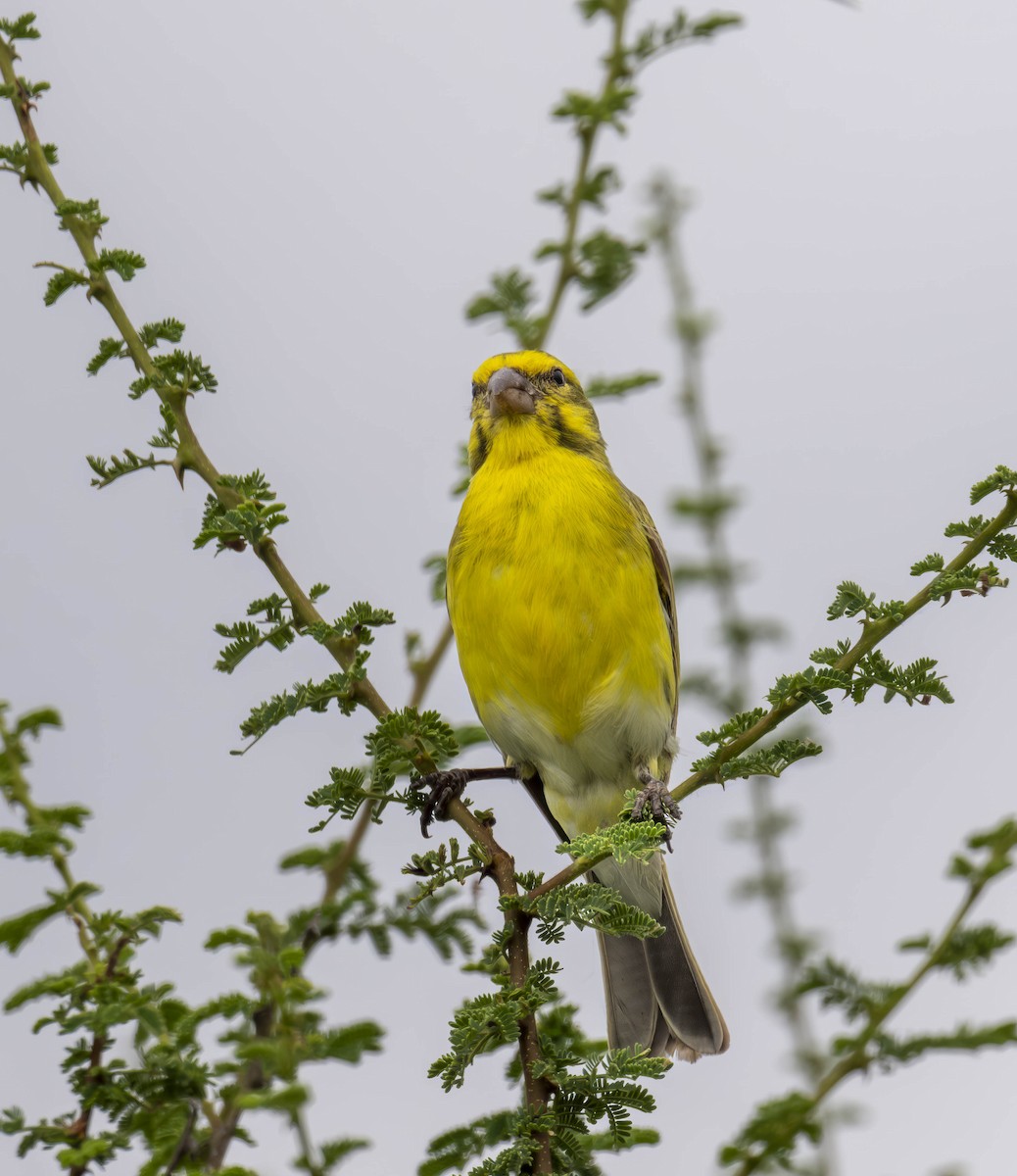 White-bellied Canary - ML620769806