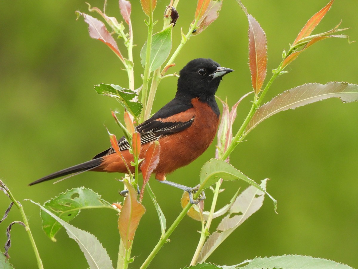 Orchard Oriole - ML620769809