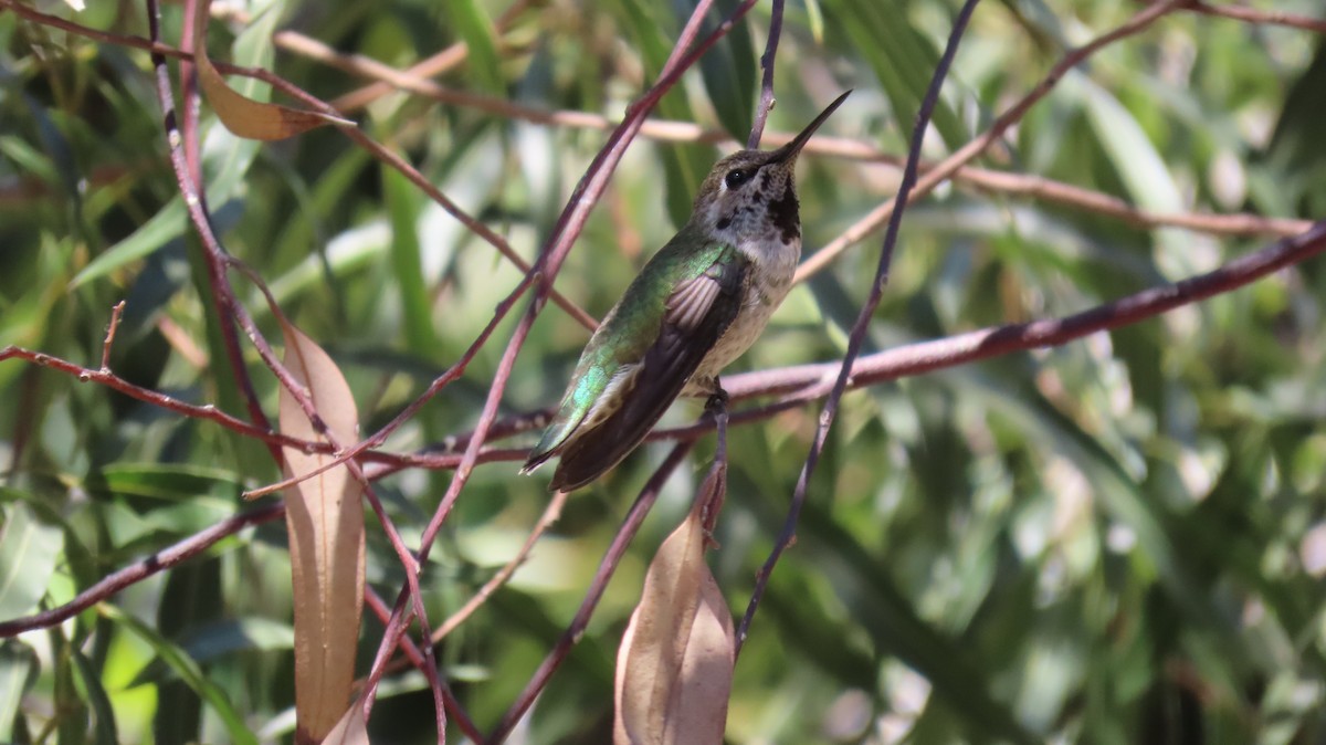 Colibrí de Anna - ML620769811