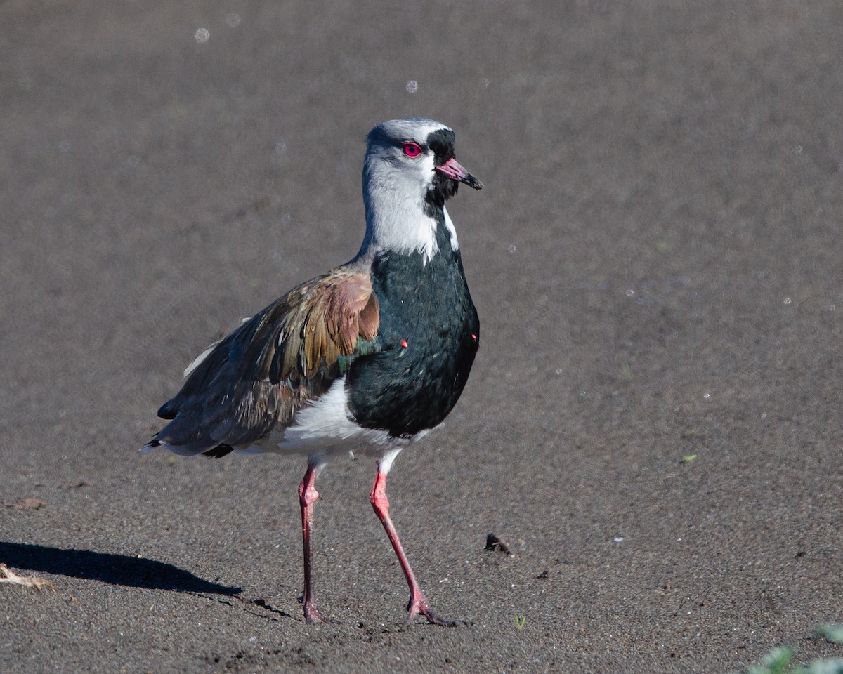 Southern Lapwing - ML620769822