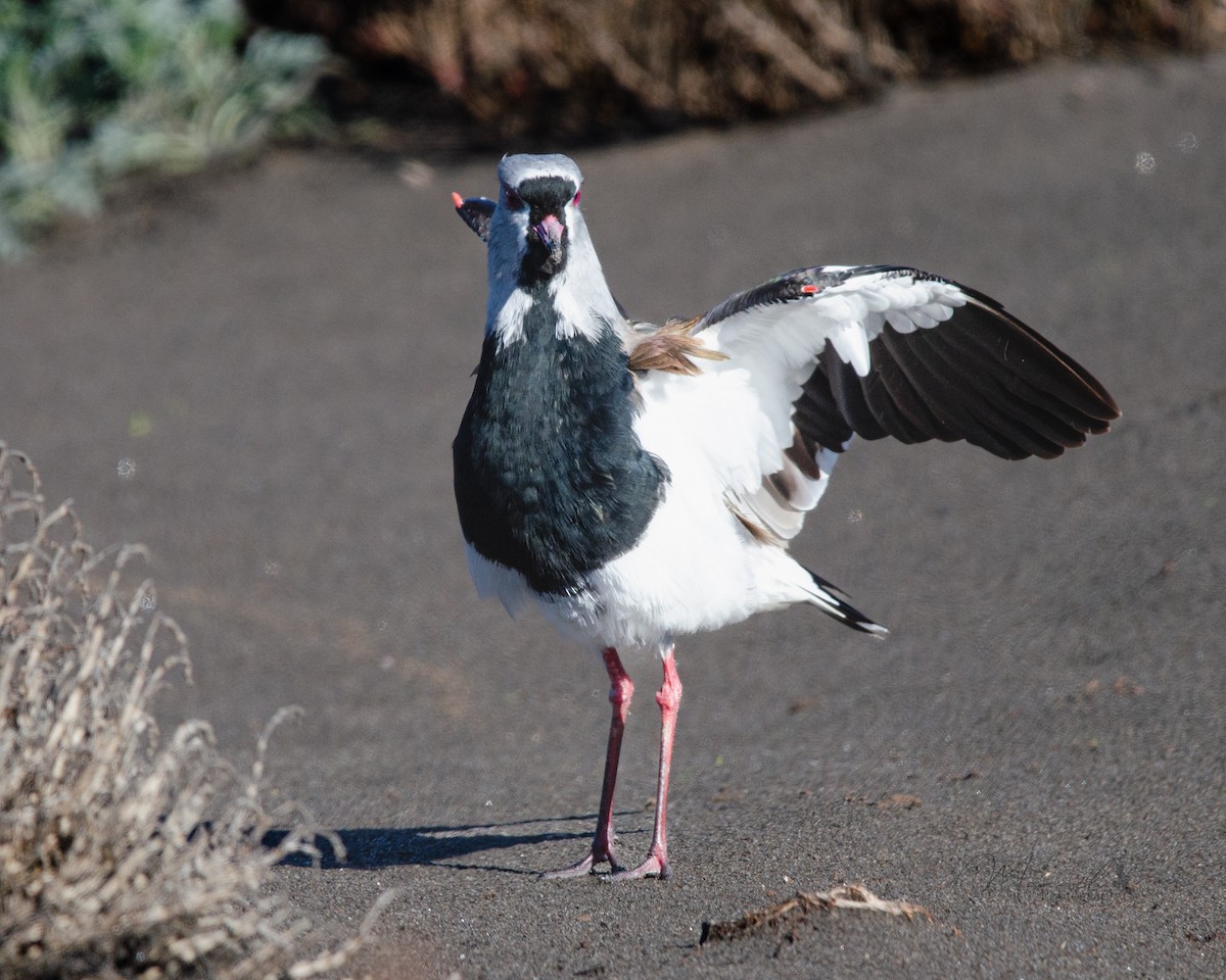 Southern Lapwing - ML620769823