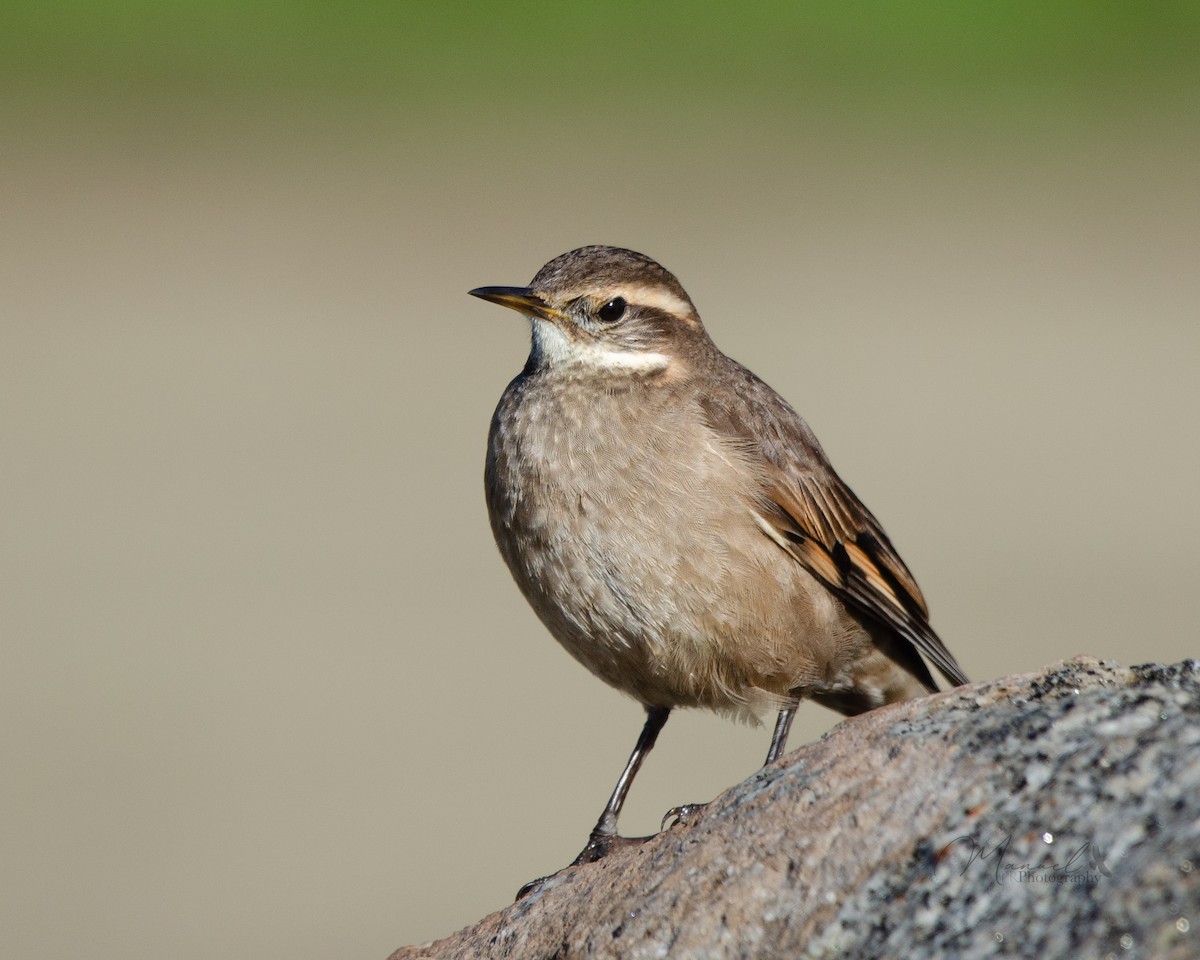 Buff-winged Cinclodes - ML620769827