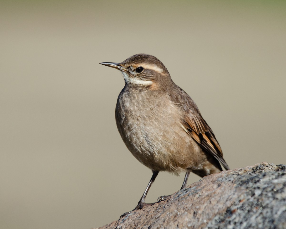 Buff-winged Cinclodes - Manuel Pinochet Rojas