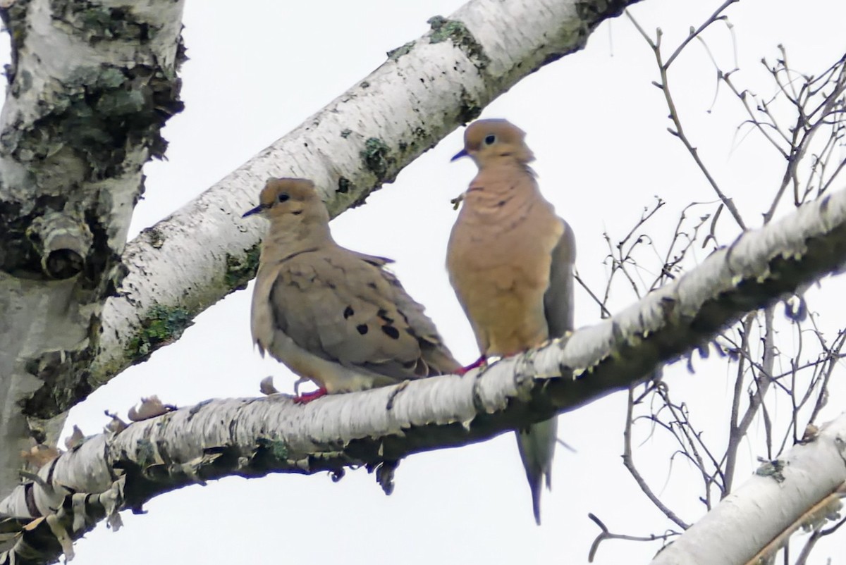 Mourning Dove - ML620769832