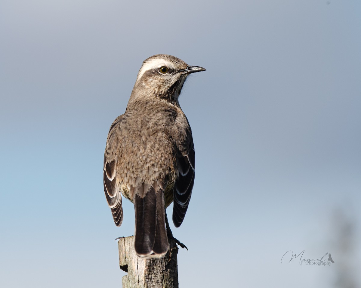 Chilean Mockingbird - ML620769834