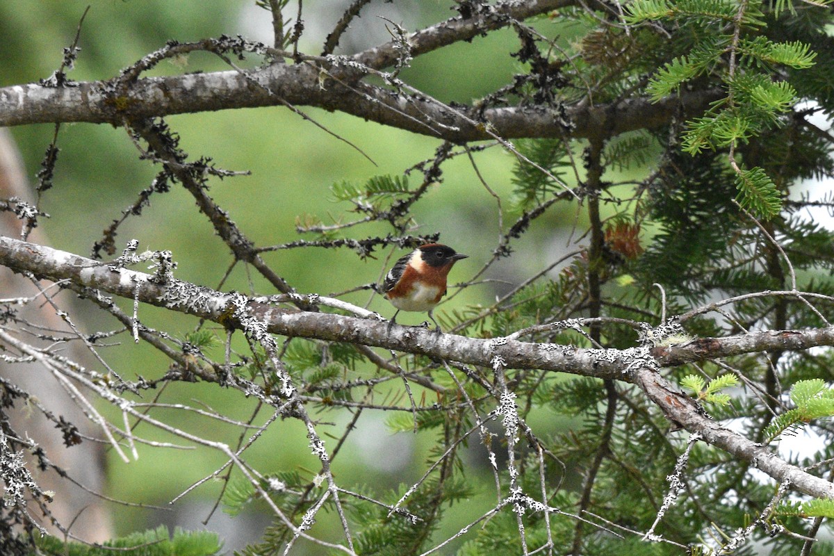 Bay-breasted Warbler - ML620769839