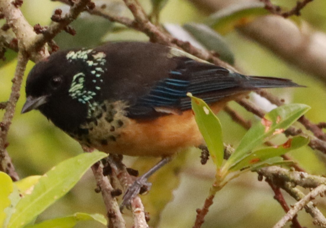 Spangle-cheeked Tanager - ML620769841