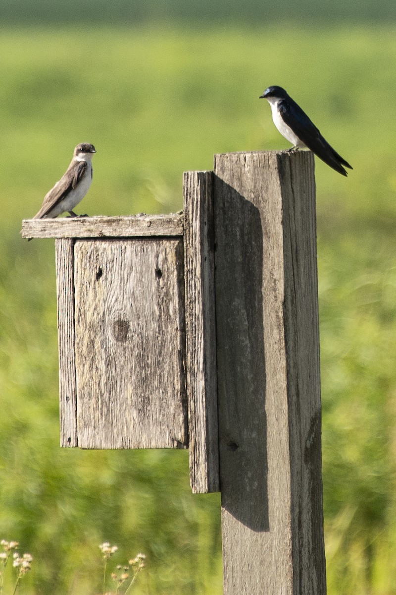 Tree Swallow - ML620769842