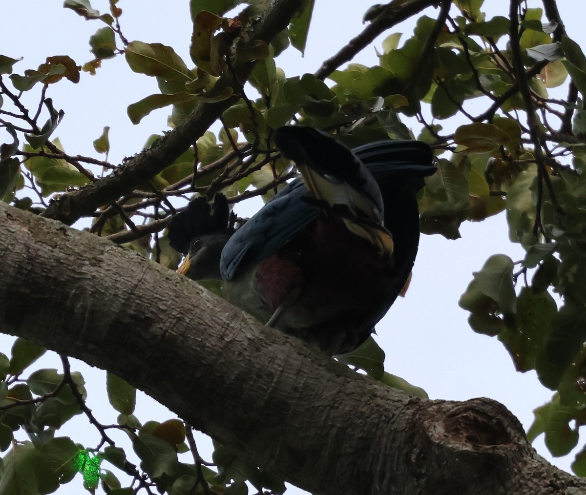 Great Blue Turaco - ML620769845