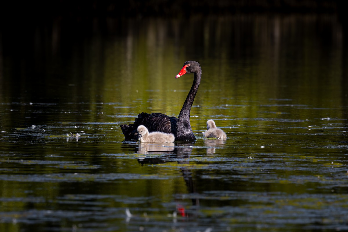 Black Swan - ML620769846