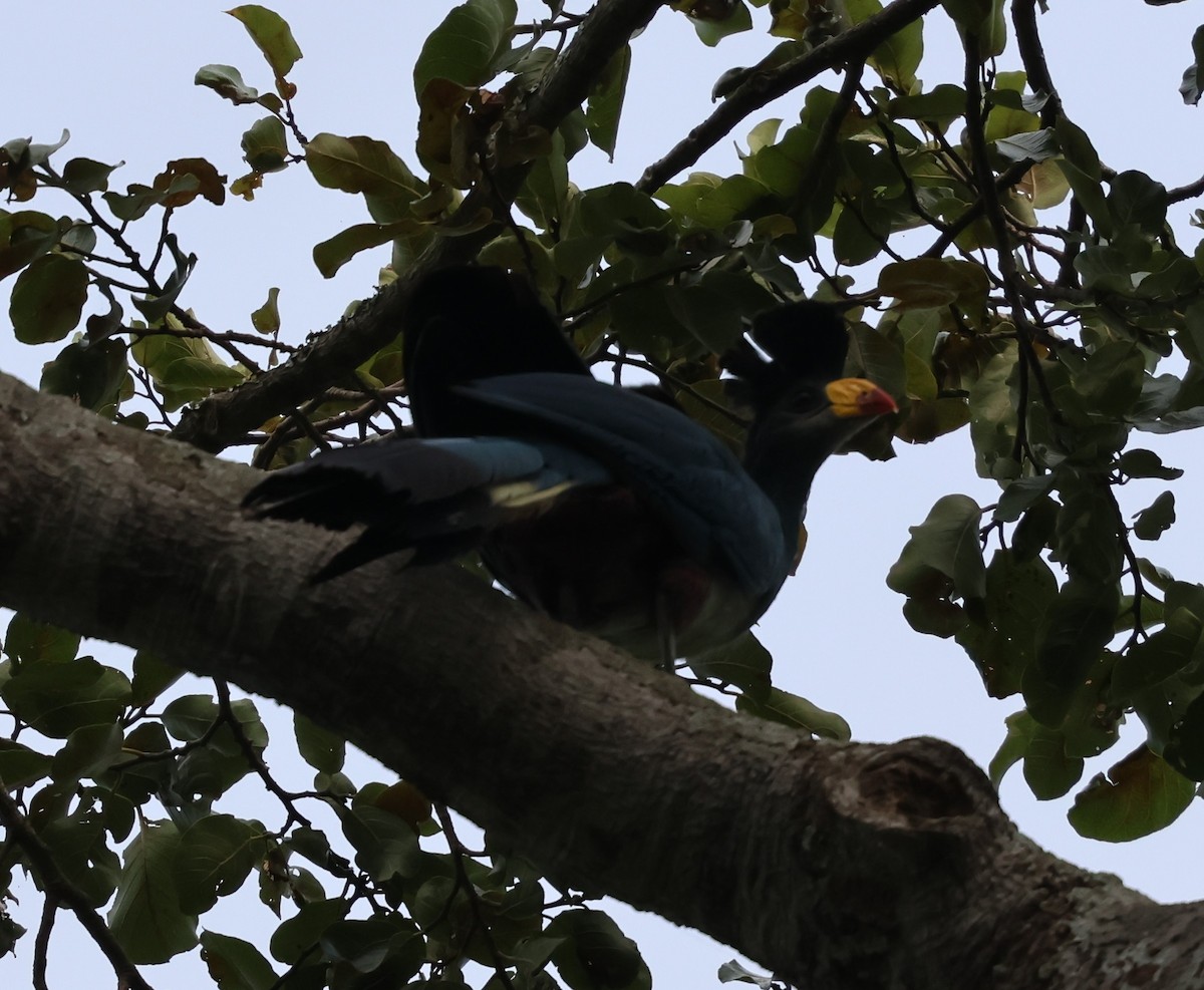 Great Blue Turaco - ML620769847