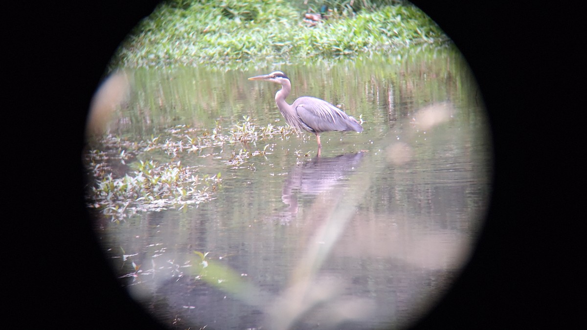 Great Blue Heron - ML620769848