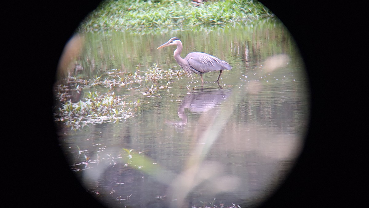 Great Blue Heron - ML620769849