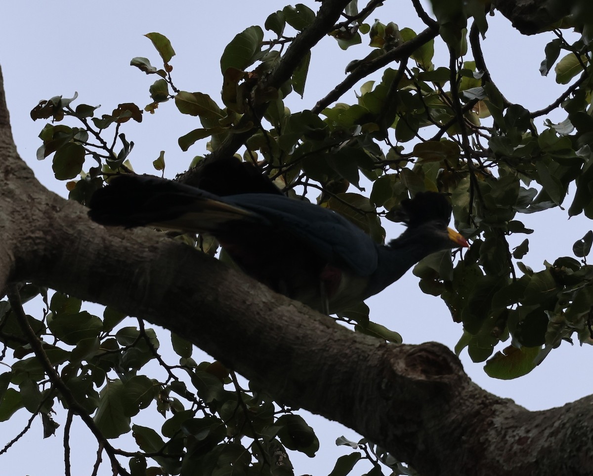 Great Blue Turaco - ML620769850