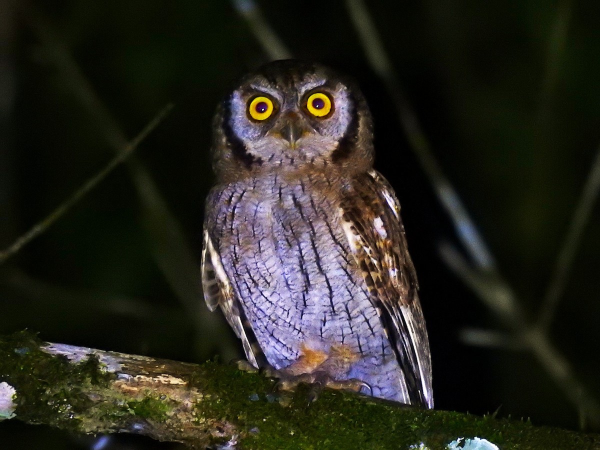 Tropical Screech-Owl - ML620769856