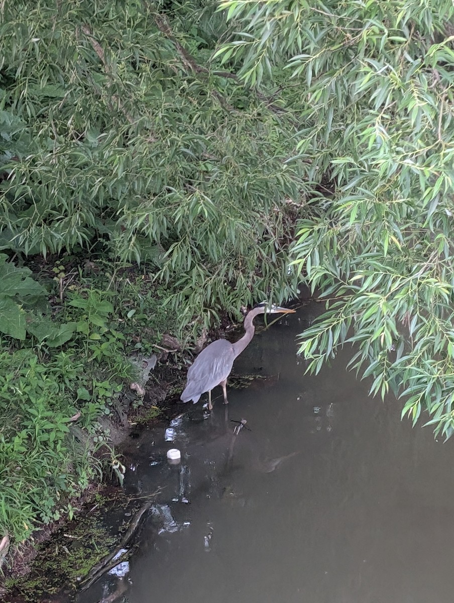 Great Blue Heron - ML620769857