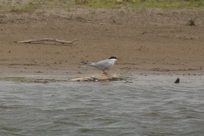 Common Tern - ML620769859