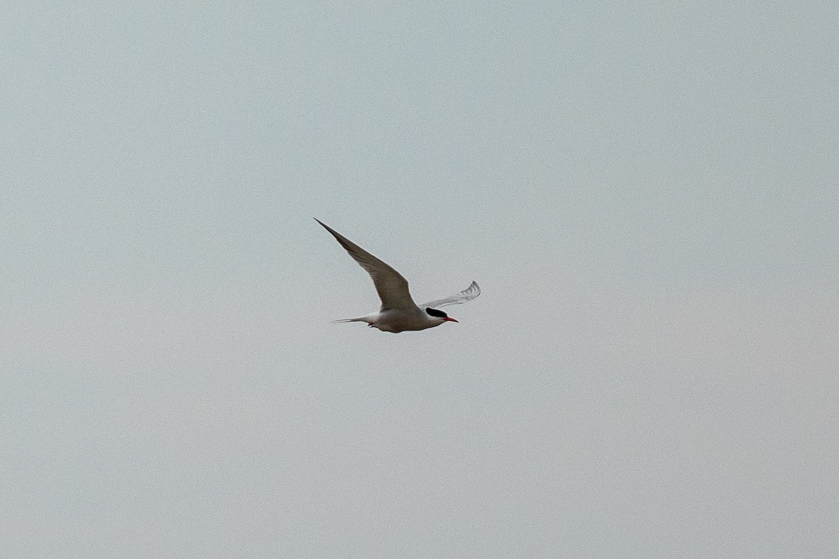 Common Tern - ML620769860