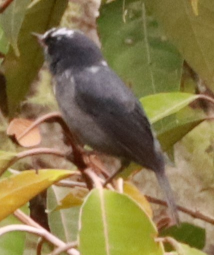 Slaty Flowerpiercer - ML620769861