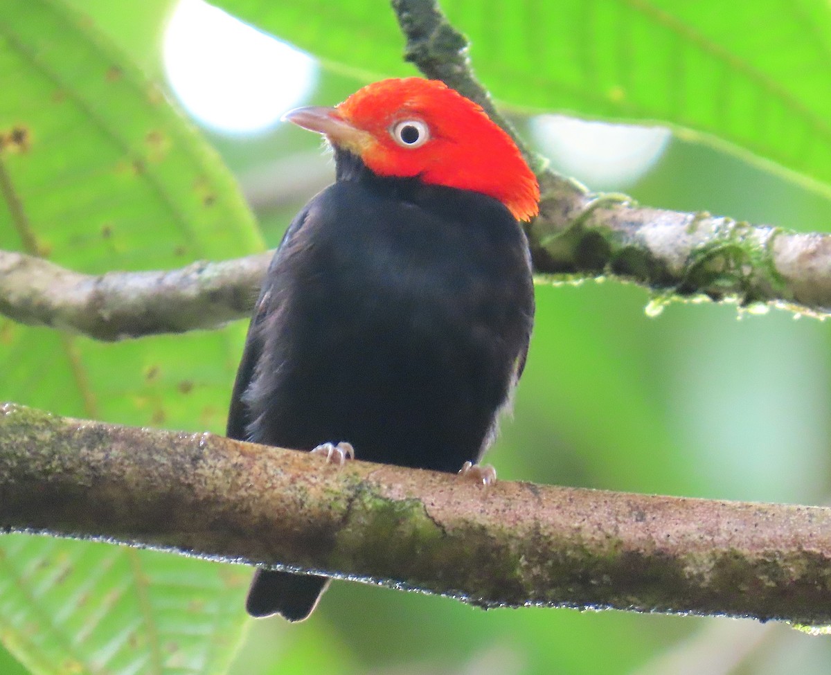 Red-capped Manakin - ML620769864