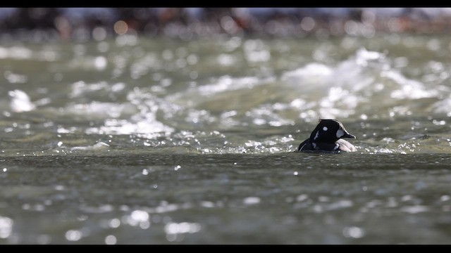 Harlequin Duck - ML620769880