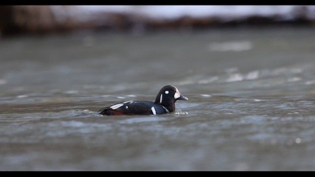 Harlequin Duck - ML620769881