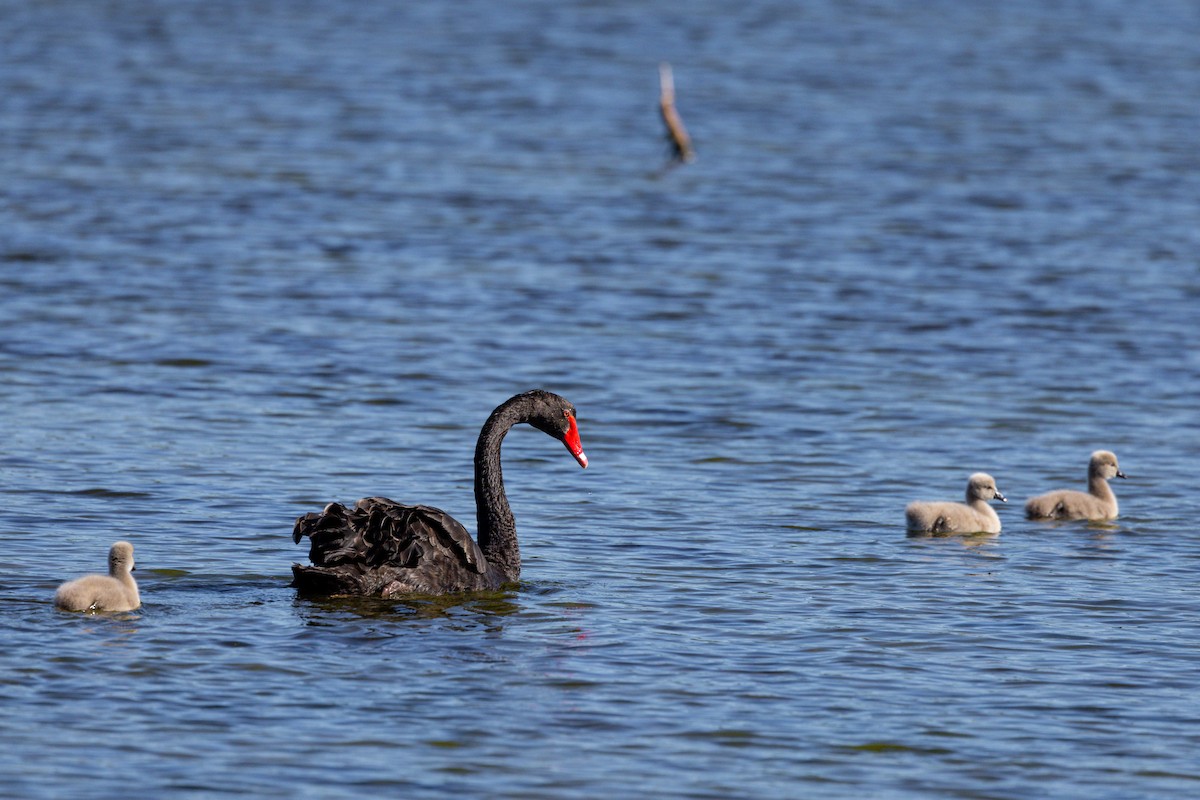 Cisne Negro - ML620769883