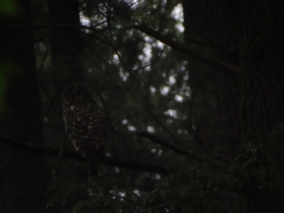 Barred Owl - ML620769885