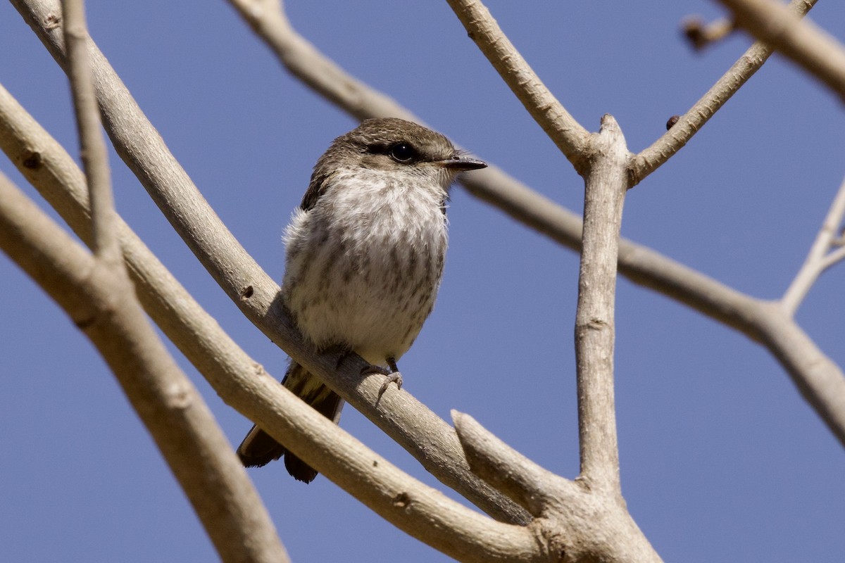 Vermilion Flycatcher - ML620769887