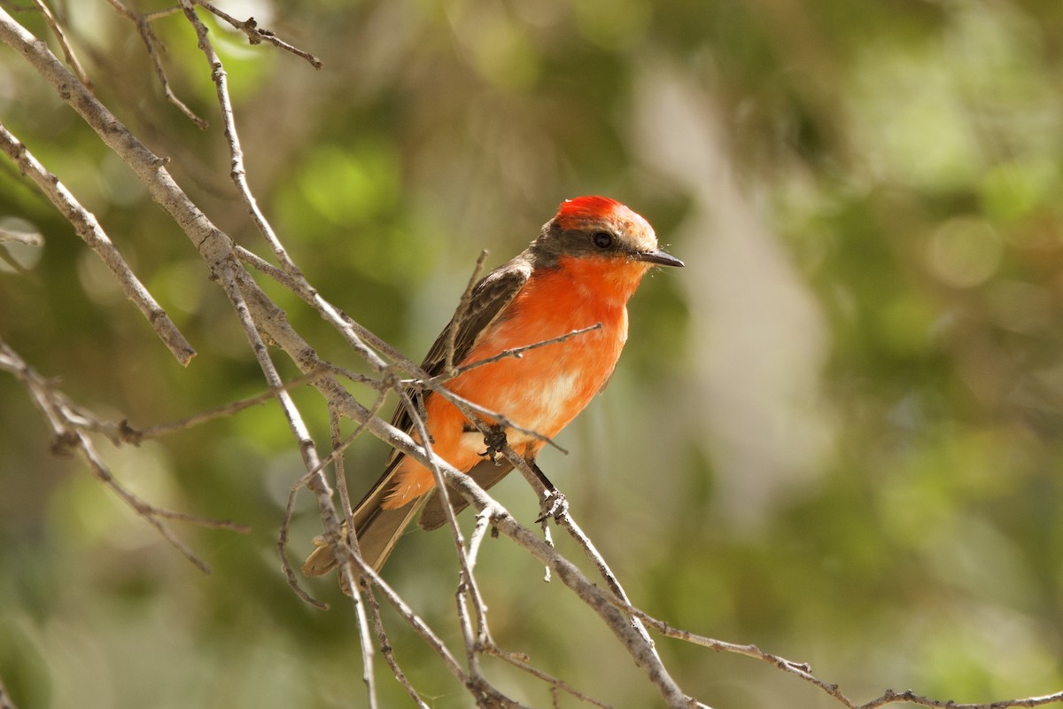 Vermilion Flycatcher - ML620769888