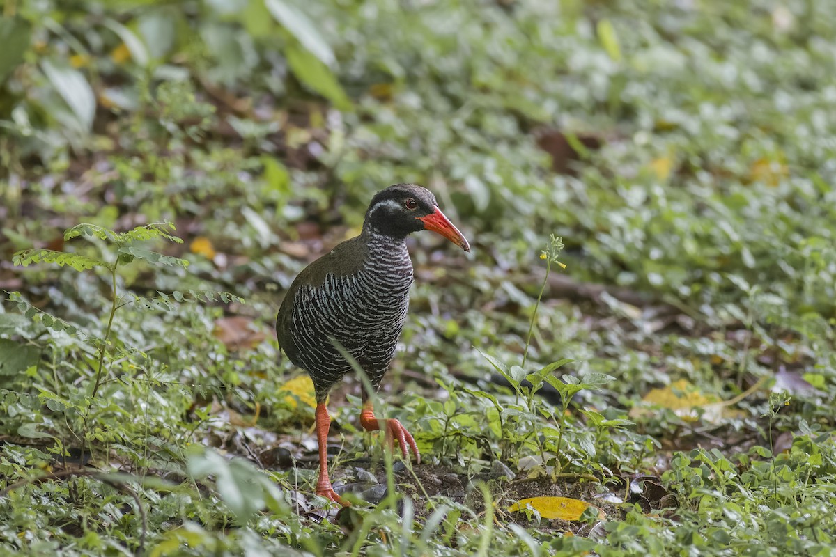 Rascón de Okinawa - ML620769889