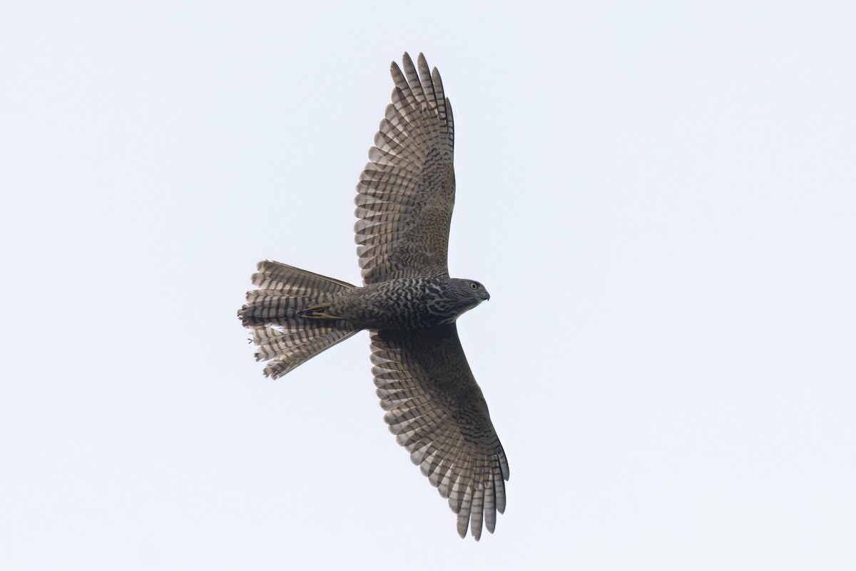 Collared Sparrowhawk - ML620769911