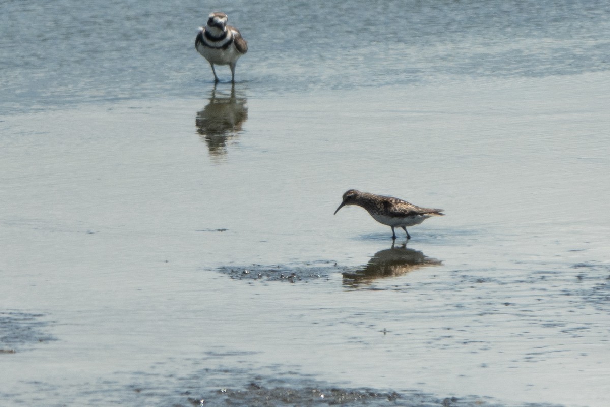 Calidris sp. (peep sp.) - ML620769912