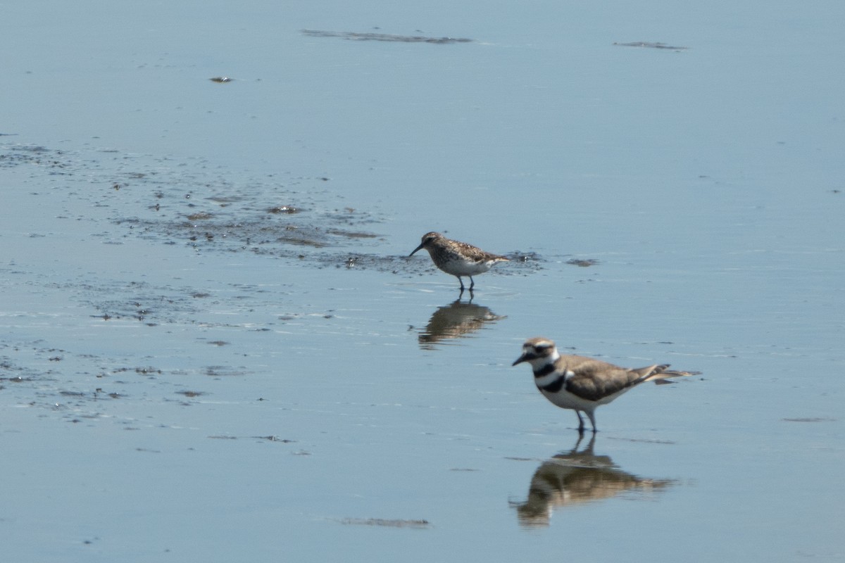 Calidris sp. (peep sp.) - ML620769913