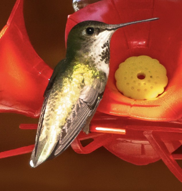 Rufous Hummingbird - ML620769927